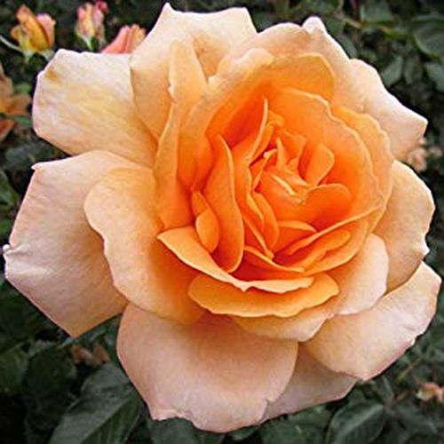 Rosa Perfect Pet™ - oranje - floribunda roos